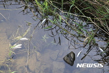 고창천 최상류 물고기 떼죽음