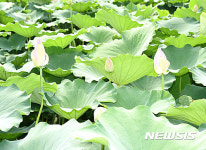 아름다움이 가득한 밀양 연꽃단지