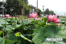 아름다운 밀양 연꽃단지의 연꽃