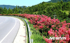 화순 배롱나무 특화거리
