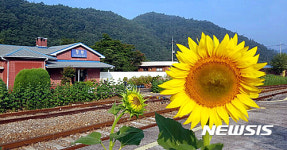 해바라기 활짝 명봉역