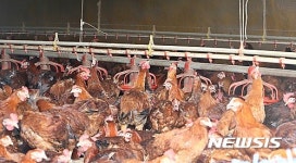 더위에 지친 진천 양계농장