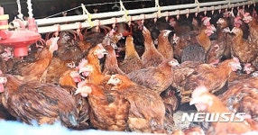 더위에 지친 진천 양계농장