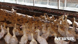 더위에 지친 진천 오리농장
