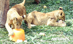 얼음 과자 즐기는 새끼 사자