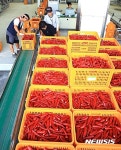 영양고추유통공사 홍고추 수매 착수···올해 5200t 수매