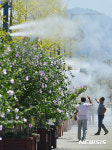 무궁화 축제장에 등장한 쿨링포그