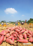 풍원미 고구마 올해 첫 수확!
