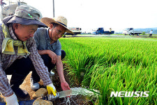 마른논에 물 대기