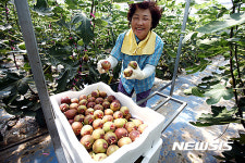 웰빙과일 해남 무화과 수확 한창