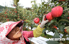 추석 선물은 사과가 최고