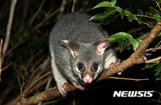 뉴질랜드 자연 위협하는 외래종에 선전포고