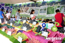화성송산포도축제에 전국서 10만명 찾아