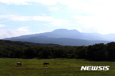 한라산과 조랑말