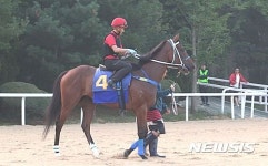 [꿈의 경주 코리아컵②]한국 말, 코리아컵서 외국 명마 넘어설까?