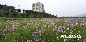 밀양 가곡둔치에 만개한 코스모스