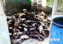 옥천 농장서 기러기 2천마리 떼죽음…독극물 가능성 수사