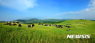 [여행]하늘 아래 힐링 1번지, 대관령 삼양목장