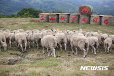 [여행]하늘 아래 힐링 1번지, 대관령 삼양목장