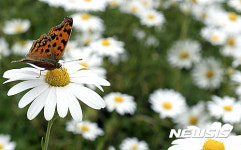 꿀 따는 네발나비