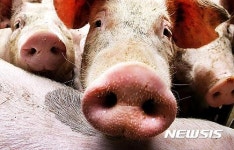 [원추 오늘의운세]돼지띠, 양·개·토끼랑 놀지마