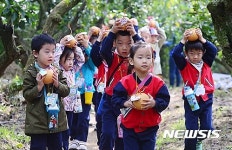 황실배 수확하는 어린이들