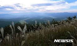 의령 한우산 억새