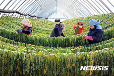 양구 펀치볼 시래기 건조작업 본격 돌입