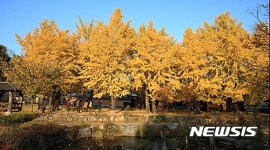 보령시, 29~30일 청라은행마을축제 개최