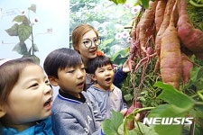 다양한 고구마가 한자리에