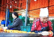 곶감 익어가는 영동