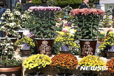 원주교도소 ‘교정의 날’ 맞아 수용자 가꾼 국화 전시회