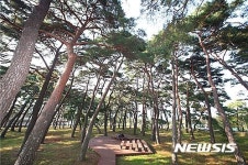 함양군 서상면 도천리 송림 ‘전국 아름다운 숲’ 선정