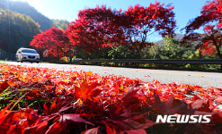 산청 밤머리재 만추