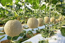 [고창소식] 최고품질 고창멜론 대통령상 수상 등