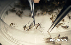 텍사스주,   주내 첫 지카 바이러스 전염사례 발표
