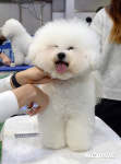 미용이 즐거운 애견