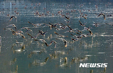 화려한 군무 펼치는 원앙