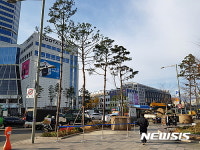 남산 위의 저 소나무, 이제는 중구 가로수로 변신