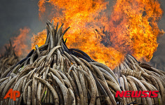 홍콩, 2021년 말부터 상아무역 전면 금지 방침