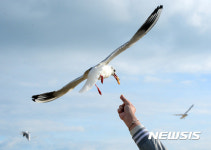 새우과자 낚아채는 해운대 갈매기