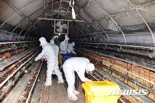 김제 AI…수거되는 계란들