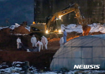 [뉴시스가 본 2016 ]고창 구제역 양돈농장, 살처분