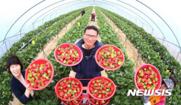 탐스럽게 익은 딸기 수확해요