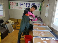 고성군, 대구 인공수정란 7400만알 방류