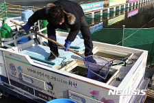 산천어축제 물고기 방류 시작