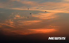 밀양의 아침 햇살과 노니는 청둥오리