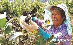 단양 아로니아 수확