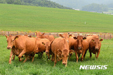 영주시, 축산분야 ICT 융복합 사업으로 승부한다