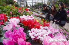 웃음을 부르는 입춘 봄꽃